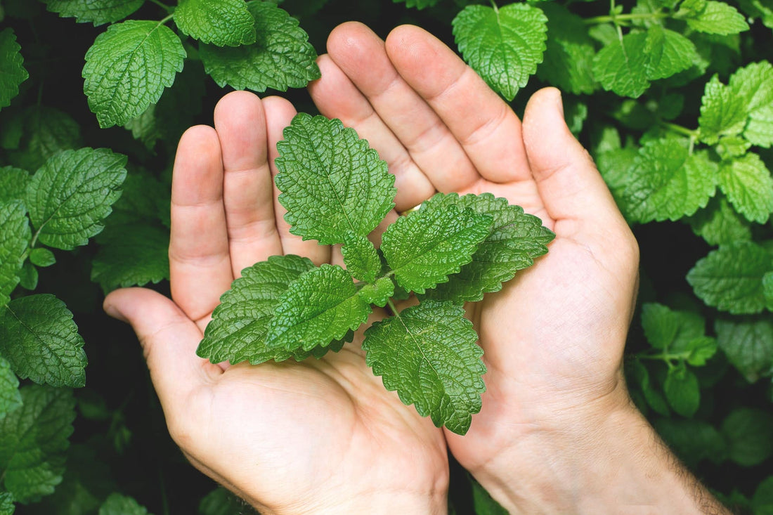 Inhalateur naturel saveur menthe : pourquoi la menthe aide au sevrage du tabac ?